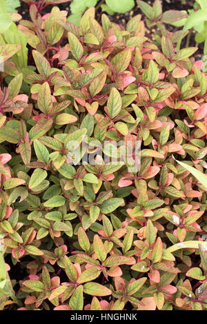 Wachsende Amaranthus Tricolor oder bekannt als Red Amaranth Stockfoto