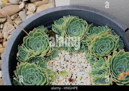 Schließen Sie herauf Bild von Echeveria Glauca oder als Aeonium bekannt oder bekannt als saftig grüne Rose Stockfoto