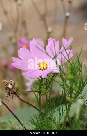 Nahaufnahme von rosa Cosmos Bipinnatus oder bekannt als mexikanische Aster, schneiden Blatt Kosmos in voller Blüte Stockfoto