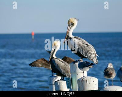 (Braune Pelikane Pelikane occidentalis) und andere Seevögel thront auf Pfähle, Cedar Key, Florida, USA Stockfoto