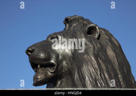 Löwen in Trafalgar Square in london Stockfoto