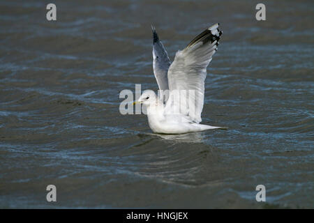 Gemeinsamen Gull Larus Canus ausziehen Winter Norfolk Stockfoto