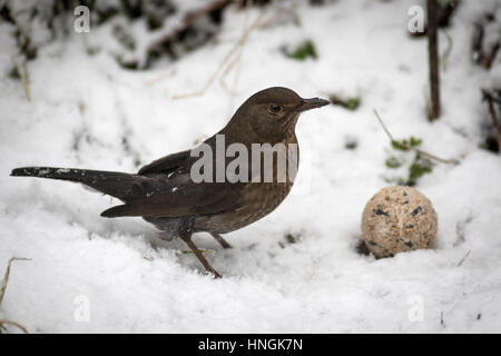 Eine weibliche Amsel feeds in einem Yorkshire-Garten während einer winterlichen Zauber Stockfoto