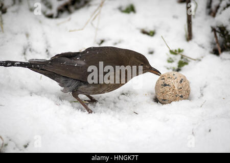 Eine weibliche Amsel feeds in einem Yorkshire-Garten während einer winterlichen Zauber Stockfoto