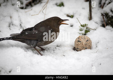 Eine weibliche Amsel feeds in einem Yorkshire-Garten während einer winterlichen Zauber Stockfoto