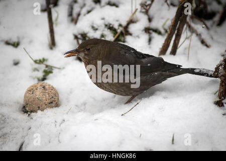 Eine weibliche Amsel feeds in einem Yorkshire-Garten während einer winterlichen Zauber Stockfoto