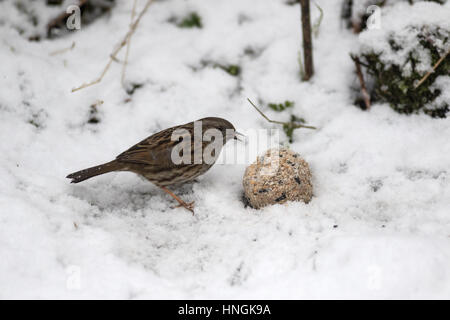 Eine Heckenbraunelle feeds in einem Yorkshire-Garten während einer winterlichen Zauber Stockfoto