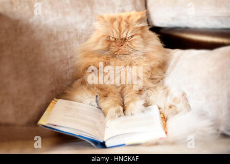 Perserkatze mit Buch auf couch Stockfoto