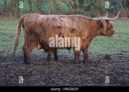 Highland Kuh zottelig braun mit Hörnern und säugenden Kalb Stockfoto