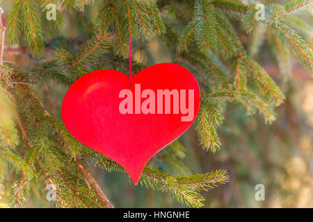 Papier rotes Herz auf Tannenzweig in Valentinstag Stockfoto