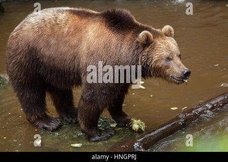 Kamtschatka Braunbär (Ursus Arctos Beringianus), auch bekannt als der fernöstlichen Braunbär im Zoo von La Fleche im Loire-Tal, Frankreich. Stockfoto