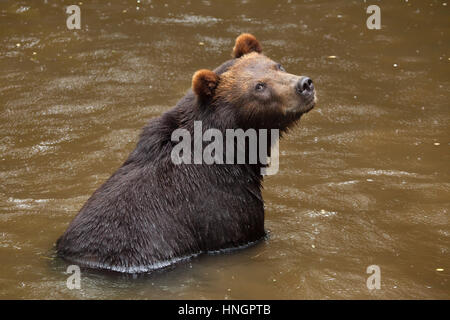 Kamtschatka Braunbär (Ursus Arctos Beringianus), auch bekannt als der fernöstlichen Braunbär im Zoo von La Fleche im Loire-Tal, Frankreich. Stockfoto