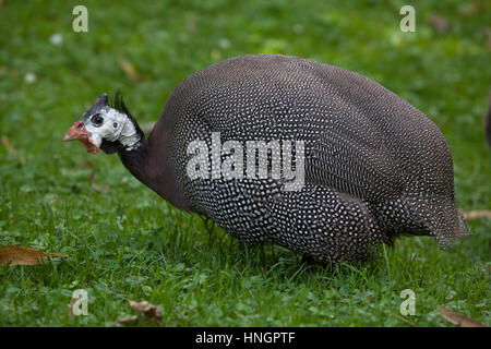 Domestizierte Perlhühner (Numida Meleagris F. Domestica). Stockfoto