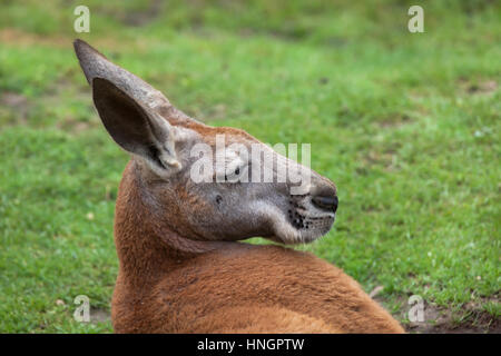 Roter Känguruh (Macropus Rufus). Stockfoto