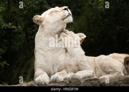 Weiblicher weißer Löwe mit zwei Neugeborenen Löwenbabys im La Fleche Zoo im Loire-Tal, Frankreich. Der weiße Löwe ist eine Farbe-Mutation von der Transvaal-Löwe (Panthera Leo Krugeri), auch bekannt als der Südosten afrikanischen Löwen oder Kalahari Löwen. Zwei weiße Löwenbabys wurden am 2. Dezember 2015 geboren. Stockfoto