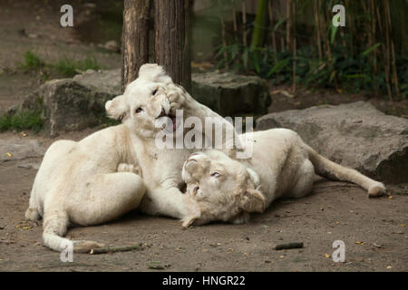 Zwei Neugeborene Weiße Löwenbabys im La Fleche Zoo im Loire-Tal, Frankreich. Der weiße Löwe ist eine Farbe-Mutation von der Transvaal-Löwe (Panthera Leo Krugeri), auch bekannt als der Südosten afrikanischen Löwen oder Kalahari Löwen. Zwei weiße Löwenbabys wurden am 2. Dezember 2015 geboren. Stockfoto