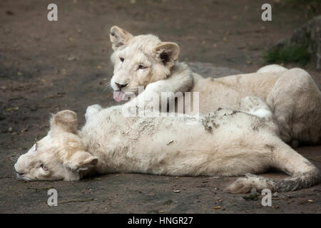 Zwei Neugeborene Weiße Löwenbabys im La Fleche Zoo im Loire-Tal, Frankreich. Der weiße Löwe ist eine Farbe-Mutation von der Transvaal-Löwe (Panthera Leo Krugeri), auch bekannt als der Südosten afrikanischen Löwen oder Kalahari Löwen. Zwei weiße Löwenbabys wurden am 2. Dezember 2015 geboren. Stockfoto