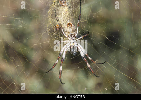 Weibliche Golden Orb-Weaver (Nephila Edulis) mit das viel kleinere Männchen neben ihr, Wentworth, New South Wales, Australien Stockfoto