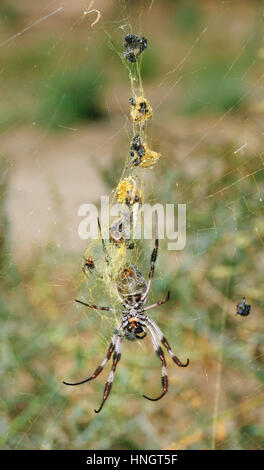 Weibliche Golden Orb-Weaver (Nephila Edulis) mit das viel kleinere Männchen neben ihr, Wentworth, New South Wales, Australien Stockfoto