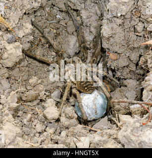 Wolf Spider (Tasmanicosa leuckarti, ehemals Lycosa leuckarti) mit Ei sac, Wentworth, New South Wales, Australien Stockfoto