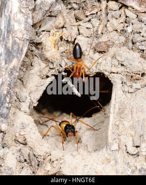 Gebändert, Zucker Ant (Camponotus Consobrinus), Wentworth, New South Wales, NSW, Australien Stockfoto