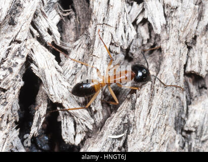 Gebändert, Zucker Ant (Camponotus Consobrinus), Wentworth, New South Wales, Australien Stockfoto