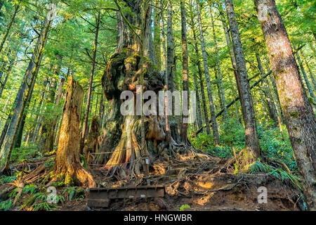 Natürliche Schönheit in Vancouver Island Serie - Kanadas schwierigsten Baum in Avatar Hain 2, Port Renfrew, Kanada. Stockfoto