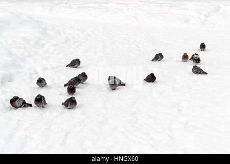 Ein Schwarm Tauben auf Schnee, der kalt ist. Stockfoto