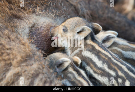 Wildschwein (Sus Scrofa), Ferkel saugt Milch, Gefangenschaft, Deutschland Stockfoto