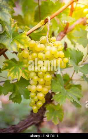 Edle Weinrebe (Vitis Vinifera Subspecies Vinifera) Trauben der Sorte Müller-Thurgau, Weinberg goldener Lohn, Radebeul-Oberlößnitz Stockfoto