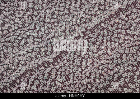 Mikrophotographie, polierte Holzoberfläche, Amaranth (Peltogyne Paniculata), Querschnitt Stockfoto