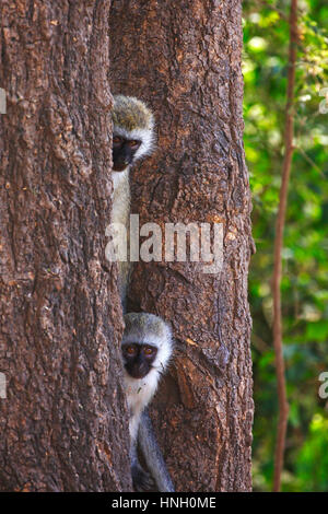 Vervet Affe (Chlorocebus Pygerythrus) sitzt zwischen Baumstämmen, Lake Manyara National Park, Tansania Stockfoto