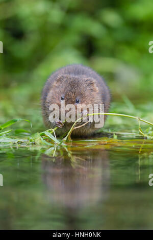 Schermaus (Arvicola Terrestris) ernähren sich von kaum an einem Teich, Kent, England, Vereinigtes Königreich Stockfoto