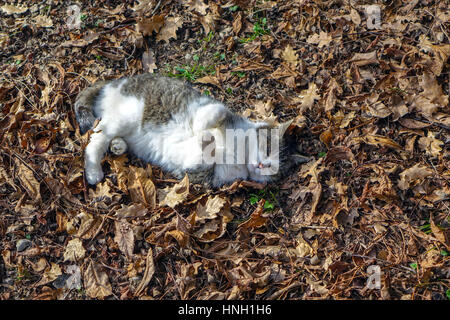 Grauen und weißen Kätzchen tot Herbstlaub Handauflegen Stockfoto
