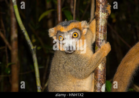 Gekrönte Lemur (Eulemur Coronatus), junge Frau, Nordosten Madagaskars, Madagaskar Stockfoto