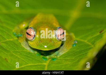 Mantellid Frosch (Boophis Elenae) auf grünes Blatt, Regenwald, Ranomafana Nationalpark, Hochland, Madagaskar Stockfoto