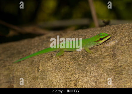 Seipp Taggecko (Phelsuma Seippi), Nosy Komba, Nordwestküste, Madagaskar Stockfoto