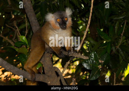 Schwarzen Lemur (Eulemur Macaco), Weibchen, auf der Insel Nosy Komba, Nordwestküste, Madagaskar Stockfoto