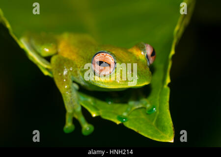 Mantellid Frosch (Boophis Elenae) auf grünes Blatt, Regenwald, Ranomafana Nationalpark, Hochland, Madagaskar Stockfoto