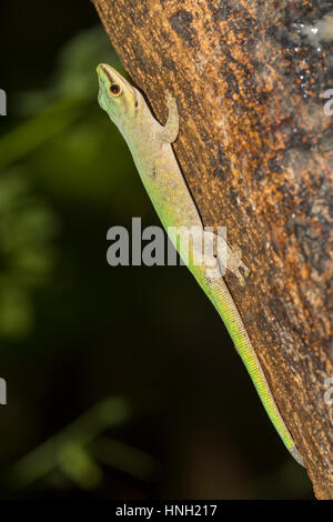 Abbott Taggecko (Phelsuma Abbotti), Nosy Komba, Nordwestküste, Madagaskar Stockfoto