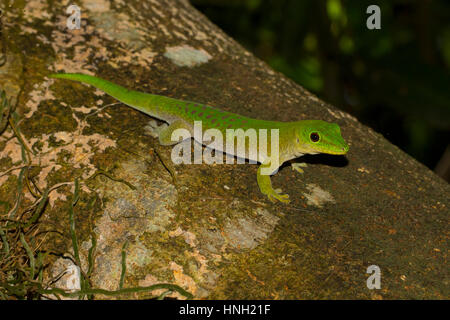 Kochs Riesen Taggecko (Phelsuma Kochi) auf Baumstamm, Ankarafantsika Nationalpark, westlichen Madagaskar, Madagaskar Stockfoto