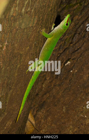 Madagaskar Riesen Taggecko (Phelsuma Grandis) auf einem Baumstamm im trockenen Laub-Wald Ankarana Reserve Stockfoto
