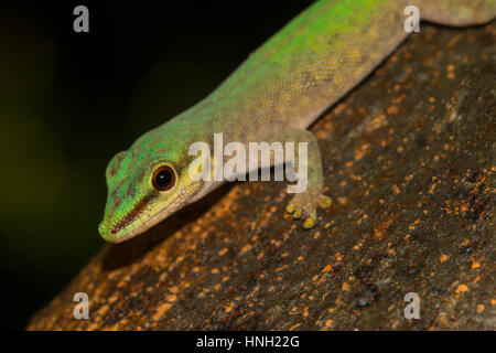 Abbott Taggecko (Phelsuma Abbotti), Nosy Komba, Nordwestküste, Madagaskar Stockfoto