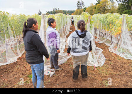 Wanderarbeiter bei San Juan Weinberg, Friday Harbor, Washington, USA Stockfoto