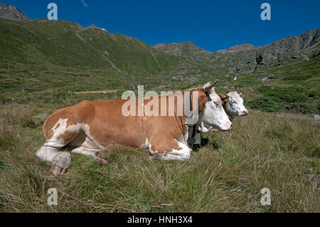 Kühe (Bos Taurus) in Val Senales (Schnalstal), Trentino Alto Adige, Italien Stockfoto