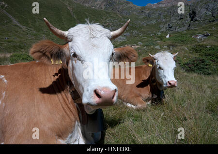 Kühe (Bos Taurus) in Val Senales (Schnalstal), Trentino Alto Adige, Italien Stockfoto