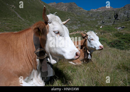 Kühe (Bos Taurus) in Val Senales (Schnalstal), Trentino Alto Adige, Italien Stockfoto