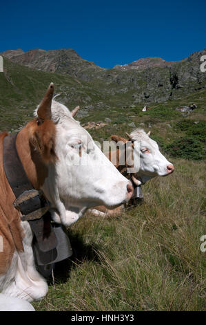 Kühe (Bos Taurus) in Val Senales (Schnalstal), Trentino Alto Adige, Italien Stockfoto