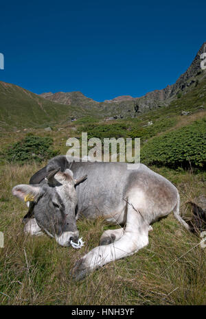 Junge Kuh (Bos Taurus) in Val Senales (Schnalstal), Trentino Alto Adige, Italien Stockfoto