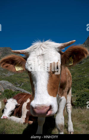 Kühe (Bos Taurus) in Val Senales (Schnalstal), Trentino Alto Adige, Italien Stockfoto